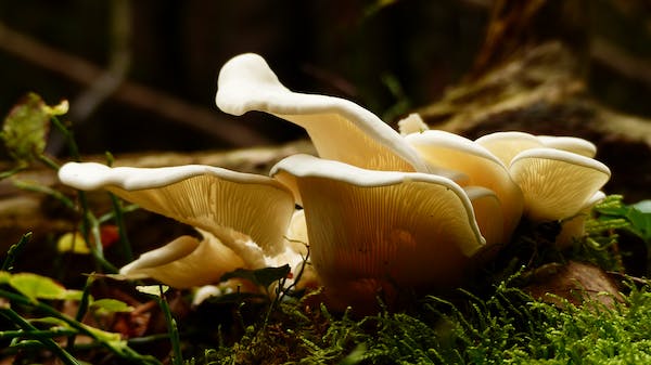 Enhance Your Health and Immunity with Mushroom Supplements