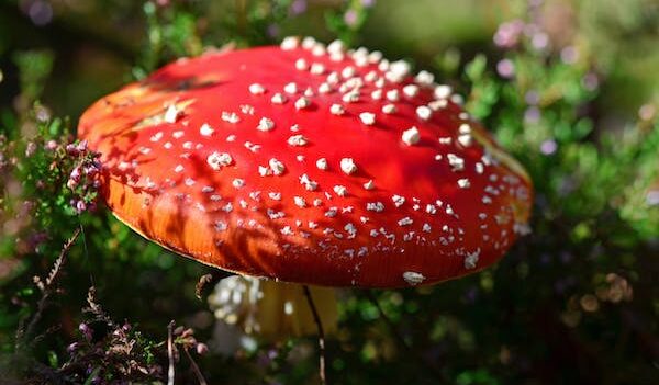 https://www.travellerspalm-kl.com/introduce-fungi-mushrooms/